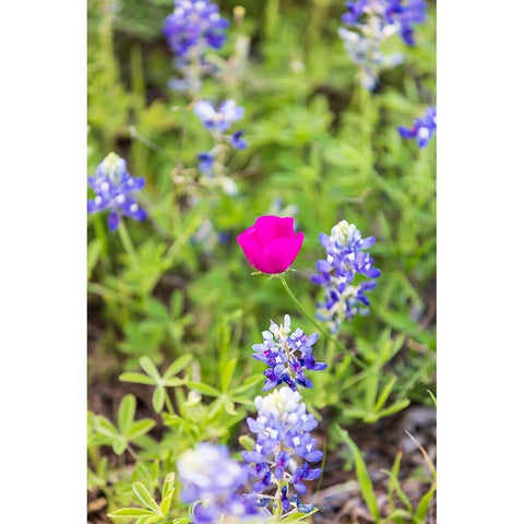 Llano-Texas-USA-Bluebonnet and Winecup wildflowers in the Texas Hill Country Black Modern Wood Framed Art Print by Wilson, Emily M.