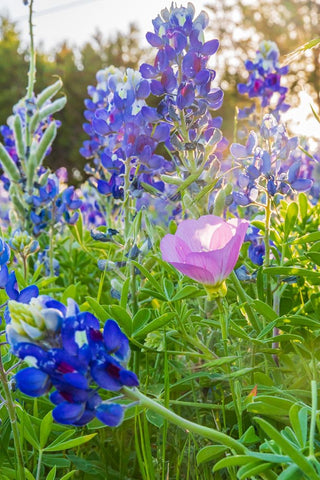 Lampasas-Texas-USA-Pink Evening Primrose and Bluebonnet wildflowers in the Texas Hill Country White Modern Wood Framed Art Print with Double Matting by Wilson, Emily M.
