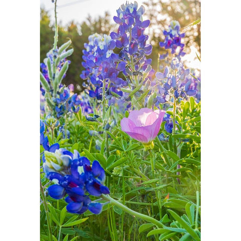Lampasas-Texas-USA-Pink Evening Primrose and Bluebonnet wildflowers in the Texas Hill Country Black Modern Wood Framed Art Print with Double Matting by Wilson, Emily M.