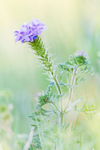 Lampasas-Texas-USA-Prairie Verbena wildflowers in the Texas Hill Country White Modern Wood Framed Art Print with Double Matting by Wilson, Emily M.
