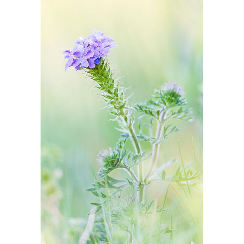 Lampasas-Texas-USA-Prairie Verbena wildflowers in the Texas Hill Country Black Modern Wood Framed Art Print by Wilson, Emily M.