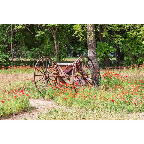 Castroville-Texas-USA-Rusted antique farm equipment in a field of poppies Gold Ornate Wood Framed Art Print with Double Matting by Wilson, Emily M.