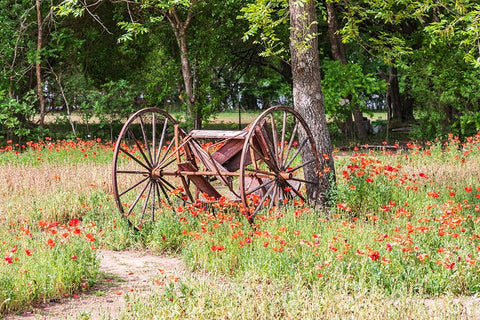 Castroville-Texas-USA-Rusted antique farm equipment in a field of poppies White Modern Wood Framed Art Print with Double Matting by Wilson, Emily M.