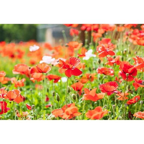 Castroville-Texas-USA-Wild poppies in the Texas Hill Country Black Modern Wood Framed Art Print by Wilson, Emily M.