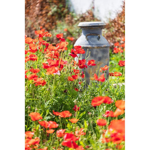 Castroville-Texas-USA-Old milk jug in poppies in the Texas Hill Country Gold Ornate Wood Framed Art Print with Double Matting by Wilson, Emily M.