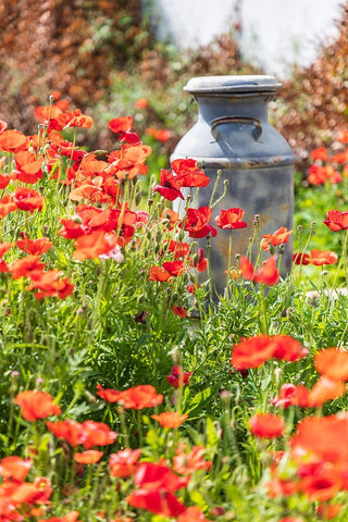 Castroville-Texas-USA-Old milk jug in poppies in the Texas Hill Country Black Ornate Wood Framed Art Print with Double Matting by Wilson, Emily M.