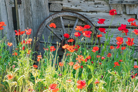 Castroville-Texas-USA-Poppies and historic buildings in the Texas Hill Country White Modern Wood Framed Art Print with Double Matting by Wilson, Emily M.