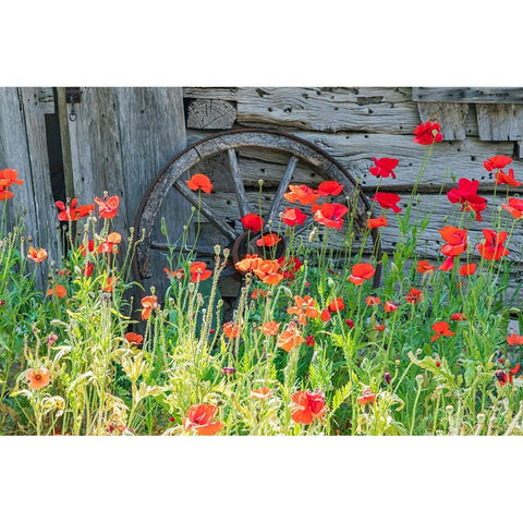 Castroville-Texas-USA-Poppies and historic buildings in the Texas Hill Country Black Modern Wood Framed Art Print with Double Matting by Wilson, Emily M.