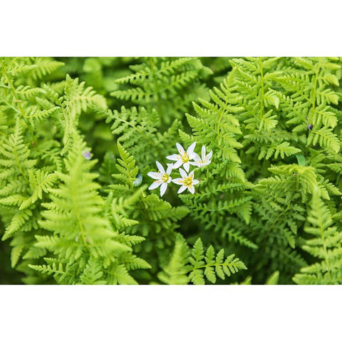 Castroville-Texas-USA-Ferns in the Texas Hill Country White Modern Wood Framed Art Print by Wilson, Emily M.