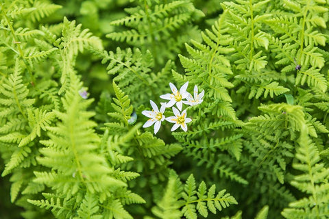 Castroville-Texas-USA-Ferns in the Texas Hill Country White Modern Wood Framed Art Print with Double Matting by Wilson, Emily M.