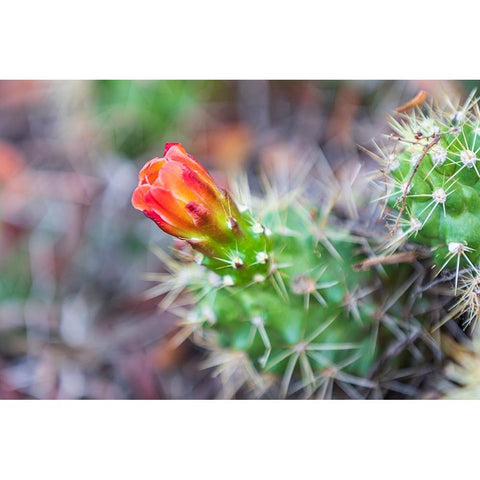 Castroville-Texas-USA-Prickly pear flower in the Texas Hill Country White Modern Wood Framed Art Print by Wilson, Emily M.