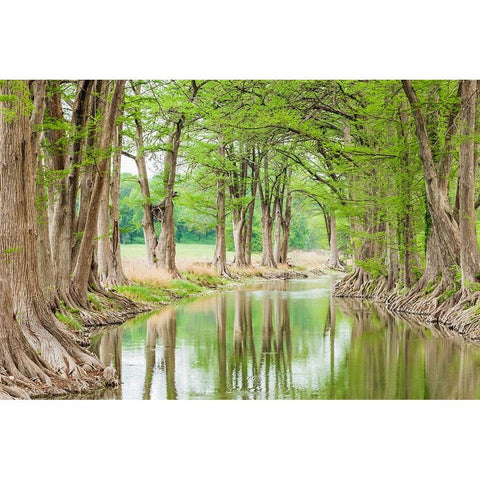 Waring-Texas-USA-Trees along the Guadalupe River in the Texas Hill Country Gold Ornate Wood Framed Art Print with Double Matting by Wilson, Emily M.