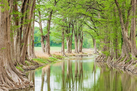 Waring-Texas-USA-Trees along the Guadalupe River in the Texas Hill Country White Modern Wood Framed Art Print with Double Matting by Wilson, Emily M.