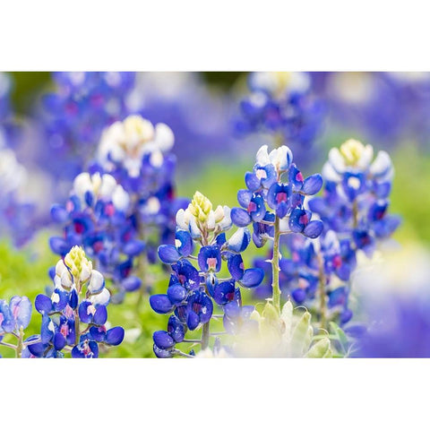 Johnson City-Texas-USA-Bluebonnet wildflowers in the Texas Hill Country Black Modern Wood Framed Art Print by Wilson, Emily M.