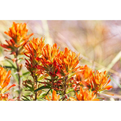 Johnson City-Texas-USA-Indian Paintbrush wildflowers in the Texas Hill Country Black Modern Wood Framed Art Print by Wilson, Emily M.