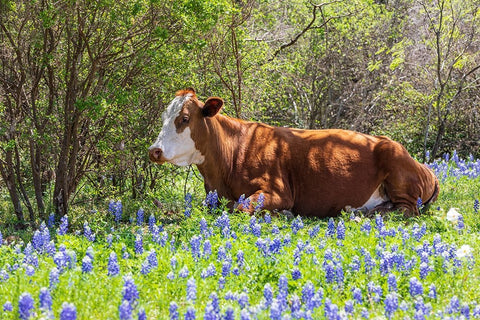 Johnson City-Texas-USA-Cow in bluebonnet wildflowers in the Texas Hill Country White Modern Wood Framed Art Print with Double Matting by Wilson, Emily M.