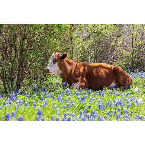 Johnson City-Texas-USA-Cow in bluebonnet wildflowers in the Texas Hill Country Black Modern Wood Framed Art Print by Wilson, Emily M.