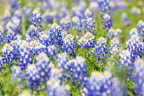 Johnson City-Texas-USA-Bluebonnet wildflowers in the Texas Hill Country White Modern Wood Framed Art Print with Double Matting by Wilson, Emily M.
