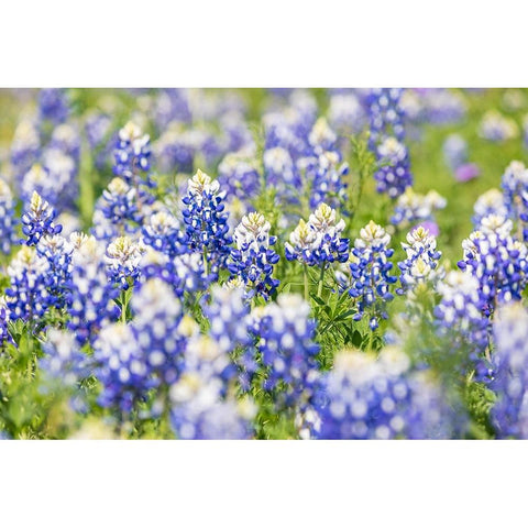 Johnson City-Texas-USA-Bluebonnet wildflowers in the Texas Hill Country Black Modern Wood Framed Art Print by Wilson, Emily M.