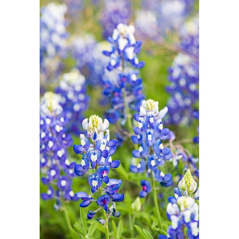 Johnson City-Texas-USA-Bluebonnet wildflowers in the Texas Hill Country White Modern Wood Framed Art Print by Wilson, Emily M.