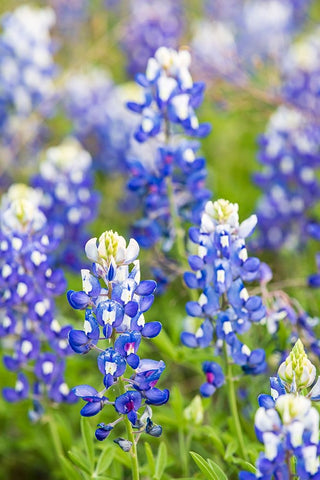 Johnson City-Texas-USA-Bluebonnet wildflowers in the Texas Hill Country White Modern Wood Framed Art Print with Double Matting by Wilson, Emily M.