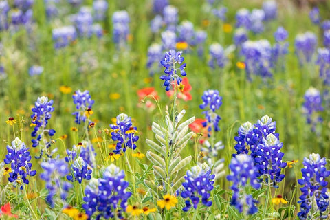 Llano-Texas-USA-Bluebonnet and other wildflowers in the Texas Hill Country White Modern Wood Framed Art Print with Double Matting by Wilson, Emily M.