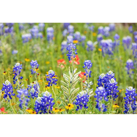 Llano-Texas-USA-Bluebonnet and other wildflowers in the Texas Hill Country White Modern Wood Framed Art Print by Wilson, Emily M.