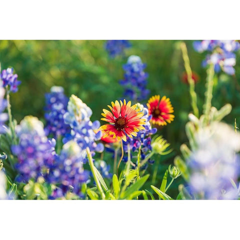 Marble Falls-Texas-USA-Bluebonnet and Indian Blanket wildflowers in the Texas Hill Country Black Modern Wood Framed Art Print by Wilson, Emily M.
