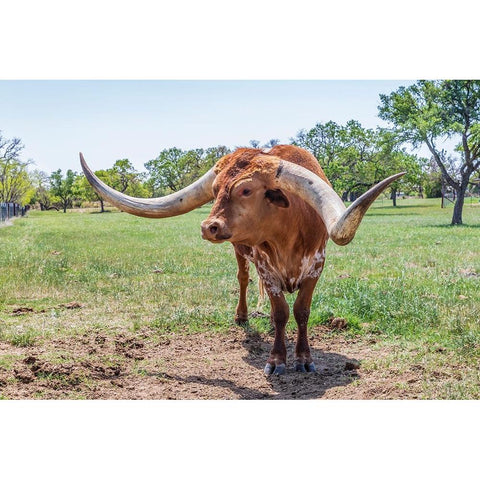 Marble Falls-Texas-USA-Longhorn cattle in the Texas Hill Country Black Modern Wood Framed Art Print by Wilson, Emily M.