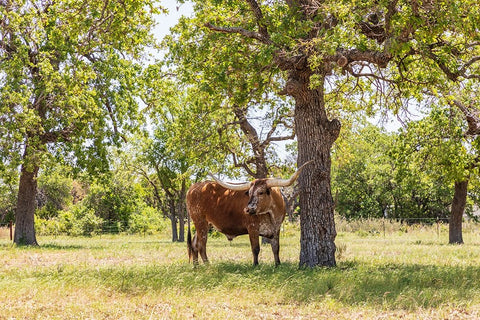 Marble Falls-Texas-USA-Longhorn cattle in the Texas Hill Country Black Ornate Wood Framed Art Print with Double Matting by Wilson, Emily M.