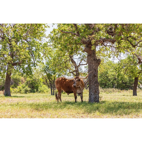 Marble Falls-Texas-USA-Longhorn cattle in the Texas Hill Country Gold Ornate Wood Framed Art Print with Double Matting by Wilson, Emily M.