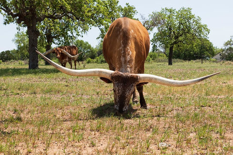Marble Falls-Texas-USA-Longhorn cattle in the Texas Hill Country White Modern Wood Framed Art Print with Double Matting by Wilson, Emily M.