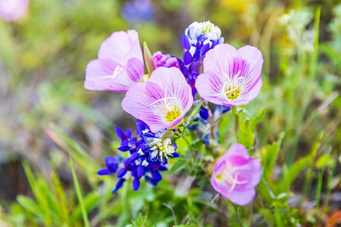 Lampasas-Texas-USA-Pink Evening Primrose and Bluebonnet wildflowers in the Texas Hill Country White Modern Wood Framed Art Print with Double Matting by Wilson, Emily M.
