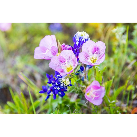 Lampasas-Texas-USA-Pink Evening Primrose and Bluebonnet wildflowers in the Texas Hill Country Black Modern Wood Framed Art Print by Wilson, Emily M.