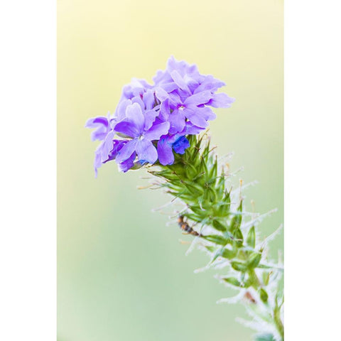 Lampasas-Texas-USA-Prairie Verbena wildflowers in the Texas Hill Country Gold Ornate Wood Framed Art Print with Double Matting by Wilson, Emily M.