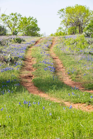 Llano-Texas-USA-Two rut road through bluebonnets in the Texas Hill Country Black Ornate Wood Framed Art Print with Double Matting by Wilson, Emily M.