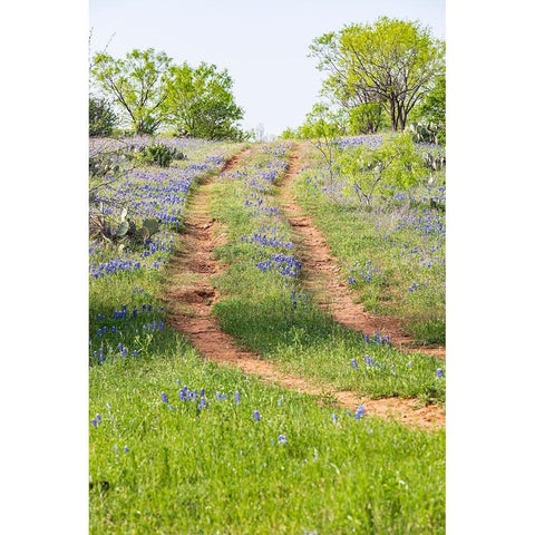 Llano-Texas-USA-Two rut road through bluebonnets in the Texas Hill Country Black Modern Wood Framed Art Print by Wilson, Emily M.