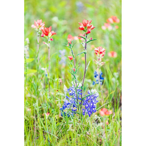 Llano-Texas-USA-Indian Paintbrush and Bluebonnet wildflowers in the Texas Hill Country Black Modern Wood Framed Art Print by Wilson, Emily M.