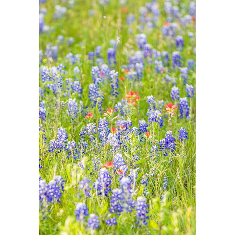 Llano-Texas-USA-Indian Paintbrush and Bluebonnet wildflowers in the Texas Hill Country Black Modern Wood Framed Art Print by Wilson, Emily M.