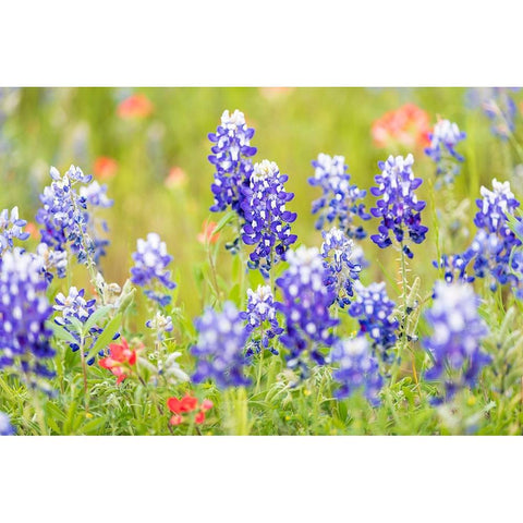 Llano-Texas-USA-Indian Paintbrush and Bluebonnet wildflowers in the Texas Hill Country Black Modern Wood Framed Art Print with Double Matting by Wilson, Emily M.