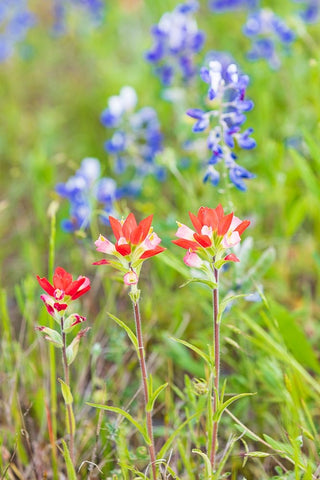 Llano-Texas-USA-Indian Paintbrush and Bluebonnet wildflowers in the Texas Hill Country Black Ornate Wood Framed Art Print with Double Matting by Wilson, Emily M.