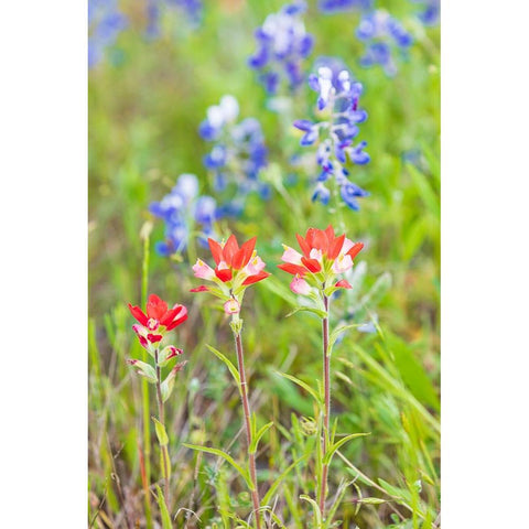 Llano-Texas-USA-Indian Paintbrush and Bluebonnet wildflowers in the Texas Hill Country Gold Ornate Wood Framed Art Print with Double Matting by Wilson, Emily M.