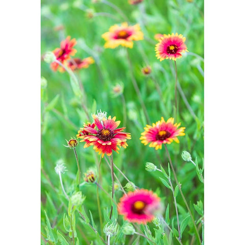 Llano-Texas-USA-Indian Blanket wildflowers in the Texas Hill Country Black Modern Wood Framed Art Print by Wilson, Emily M.