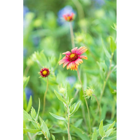 Llano-Texas-USA-Indian Blanket wildflowers in the Texas Hill Country Gold Ornate Wood Framed Art Print with Double Matting by Wilson, Emily M.