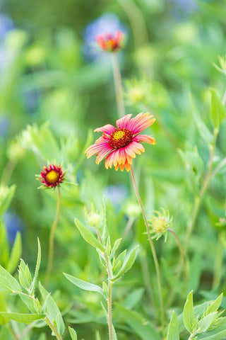 Llano-Texas-USA-Indian Blanket wildflowers in the Texas Hill Country White Modern Wood Framed Art Print with Double Matting by Wilson, Emily M.
