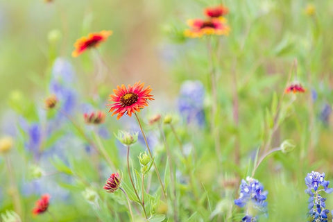 Llano-Texas-USA-Indian Blanket and Bluebonnet wildflowers in the Texas Hill Country White Modern Wood Framed Art Print with Double Matting by Wilson, Emily M.