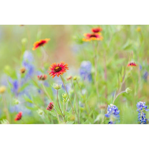 Llano-Texas-USA-Indian Blanket and Bluebonnet wildflowers in the Texas Hill Country Gold Ornate Wood Framed Art Print with Double Matting by Wilson, Emily M.