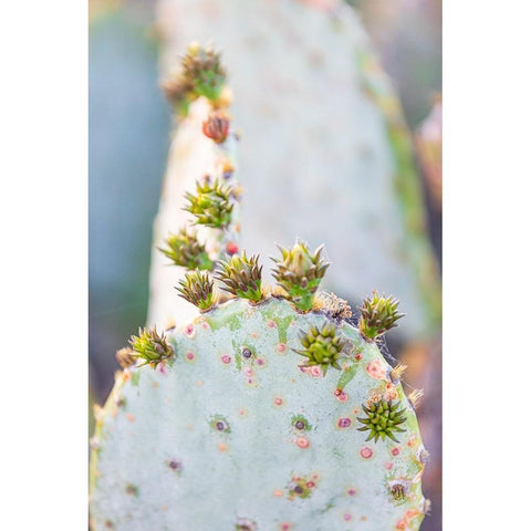 Llano-Texas-USA-Prickly pear cactus in the Texas Hill Country White Modern Wood Framed Art Print by Wilson, Emily M.