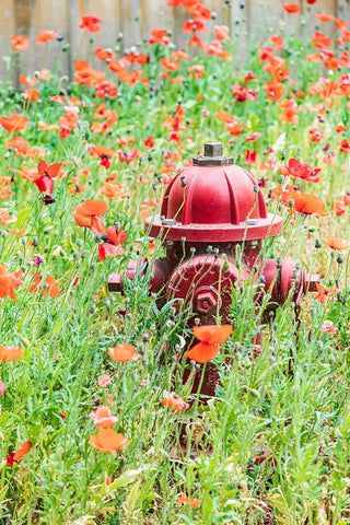 Castroville-Texas-USA-Poppies and fire hydrant in the Texas Hill Country Black Ornate Wood Framed Art Print with Double Matting by Wilson, Emily M.