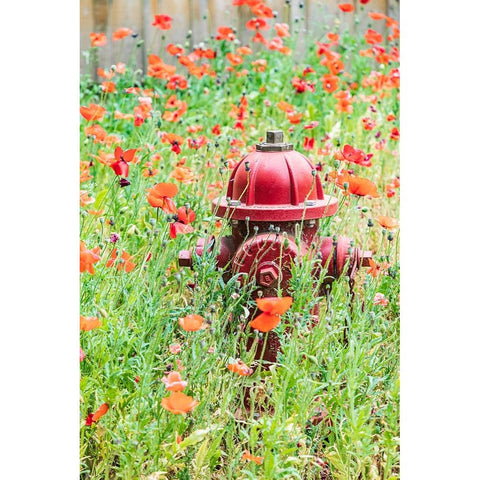 Castroville-Texas-USA-Poppies and fire hydrant in the Texas Hill Country Black Modern Wood Framed Art Print by Wilson, Emily M.